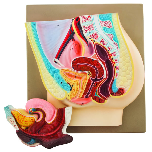 Female Pelvis Model